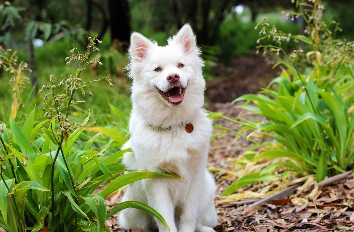 Peut-on vivre d'un élevage de chien ?