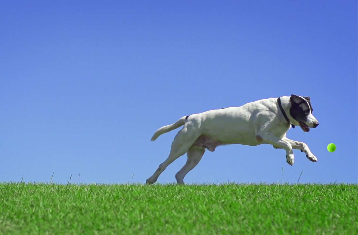 Quelle laisse pour courir avec son chien ?